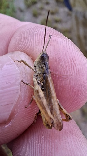Locomotive Grasshopper