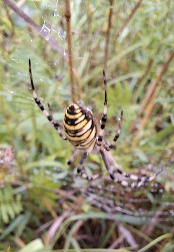 Wasp Spider