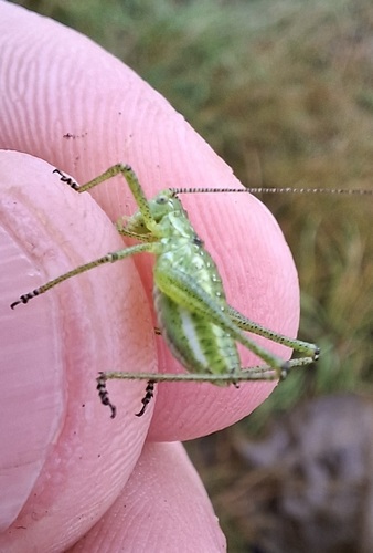 Striped Bush-cricket