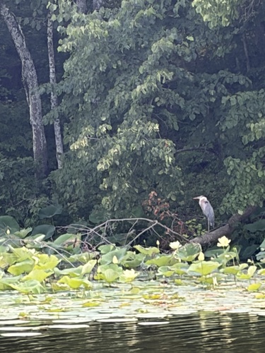 Great Blue Heron