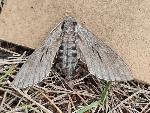 Pine Hawkmoth