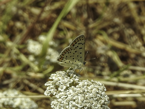 Sooty Copper