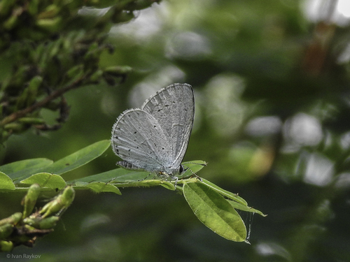 Holly Blue