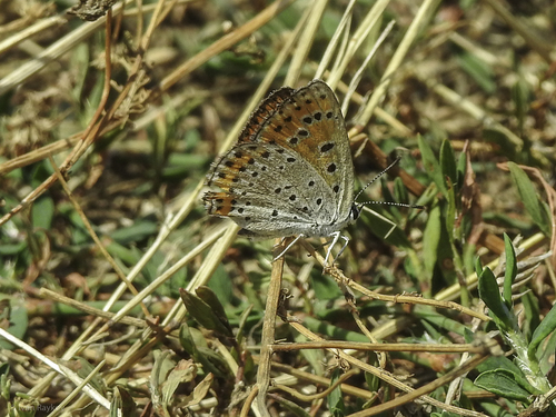 Lesser Fiery Copper