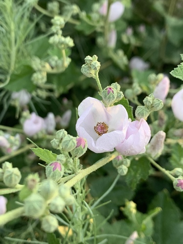 iNaturalist observation photo of southern coastal bushmallow