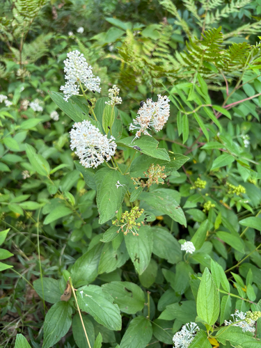 iNaturalist observation photo of New Jersey tea