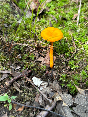 iNaturalist observation photo of Small Chanterelle