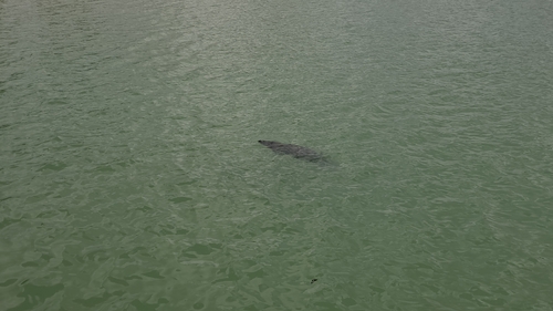 Antillean Manatee