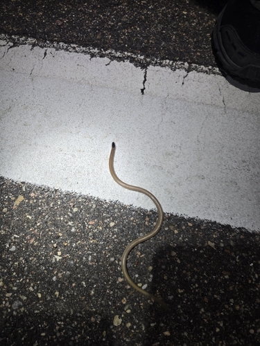 Plains Black-headed Snake