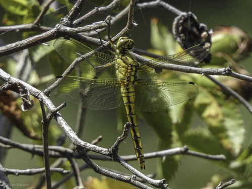 Black-tailed Skimmer