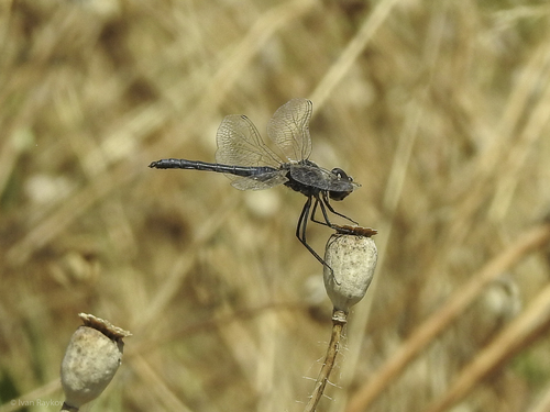 Black Pennant