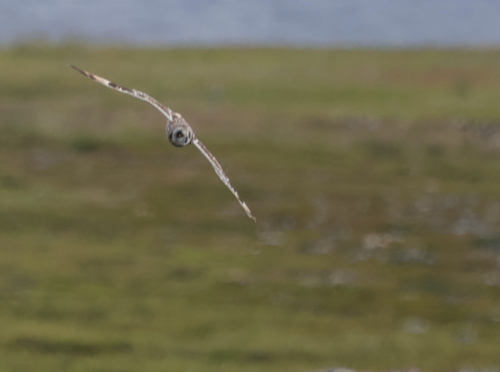 Short-eared Owl