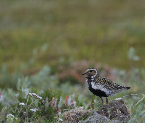 European Golden-Plover