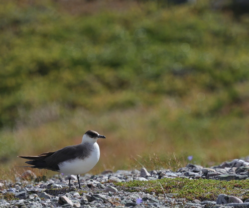 Parasitic Jaeger