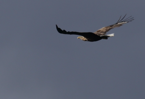 White-tailed Eagle