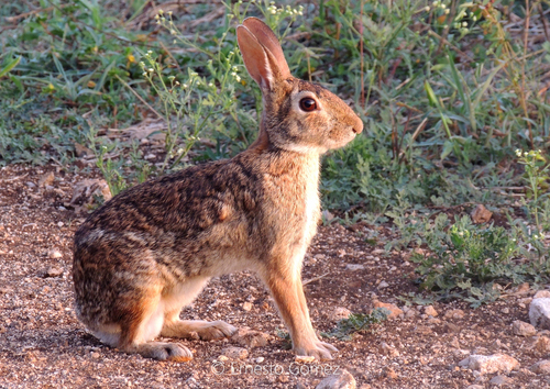 Yucatan Cottontail