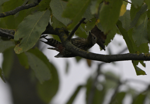 Brown-fronted Woodpecker