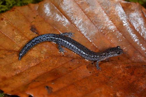 Northern Zigzag Salamander