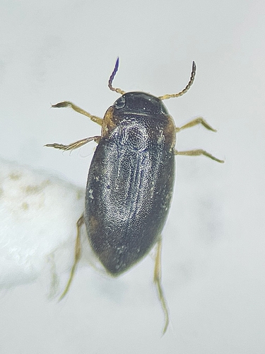Bidessus minutissimus