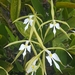 Epidendrum oerstedii - Photo (c) Daniel Matamoros Campos, all rights reserved, uploaded by Daniel Matamoros Campos
