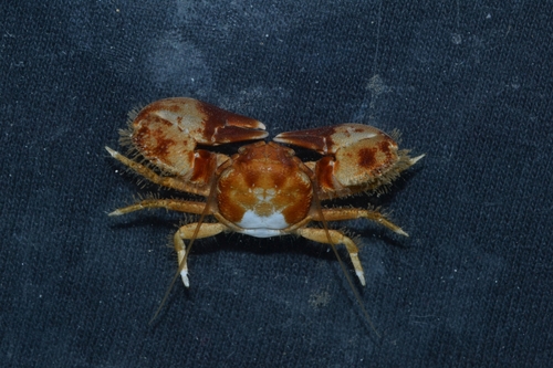 Petrolisthes crenulatus · iNaturalist