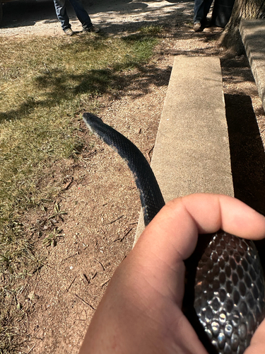 Western Ratsnake