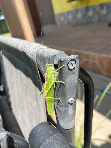 Great Green Bush-cricket