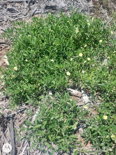Edwards plateau five-eyes