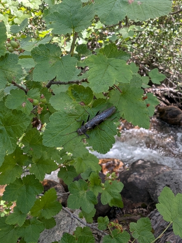 iNaturalist observation photo of Common Stoneflies