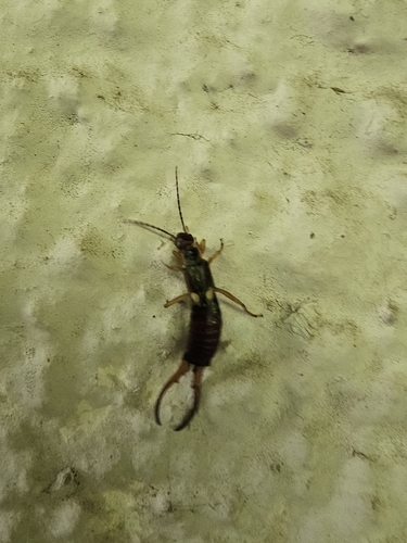 European Earwig