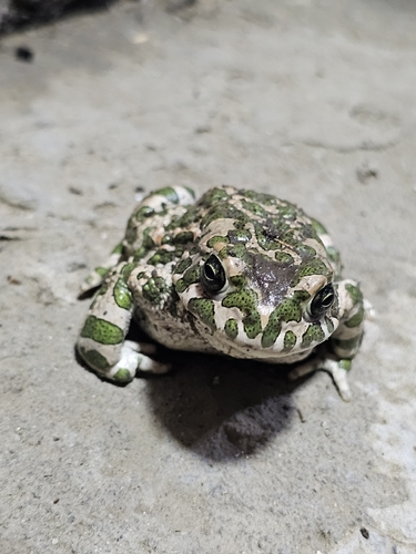 Green Toad