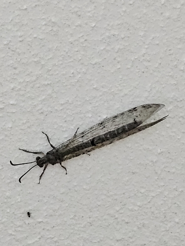 Four-spotted antlion