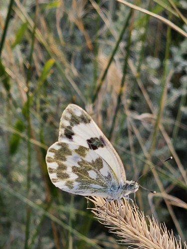 Eastern Bath White