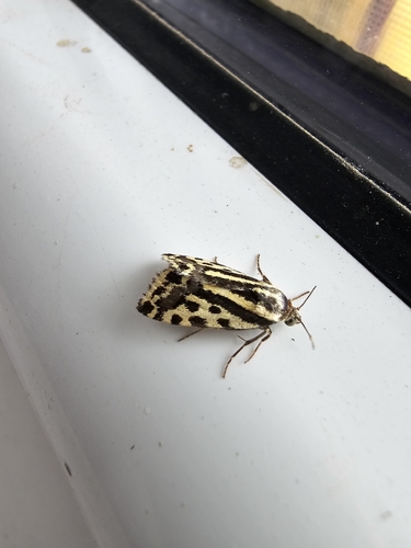 Spotted Sulphur