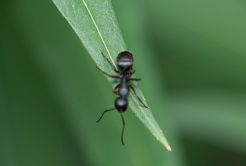 iNaturalist observation photo of Carpenter Ants, Typical Sugar Ants and Allies