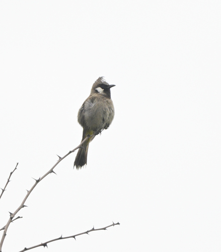 Himalayan Bulbul