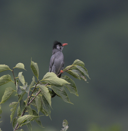 Black Bulbul