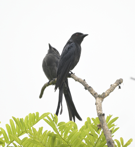 Ashy Drongo