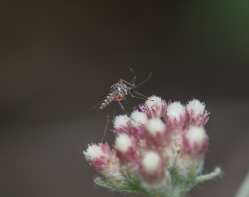 iNaturalist observation photo of Culicine Mosquitoes