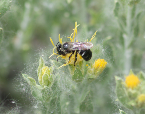 iNaturalist observation photo of Small Mason Bees