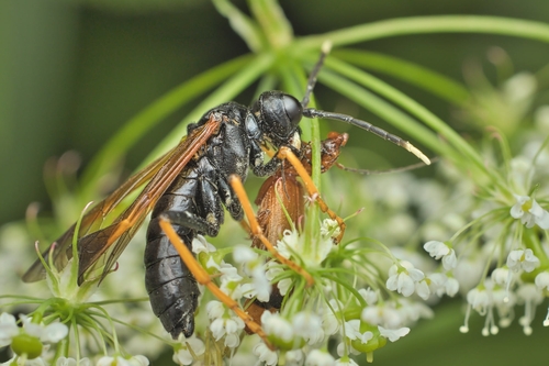 Tenthredo crassa