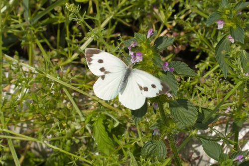 Large White