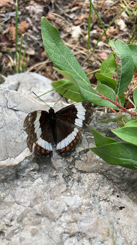 Western White Admiral