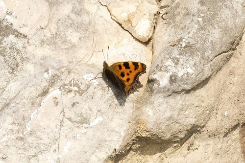 Large Tortoiseshell