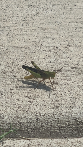 Green-striped Grasshopper