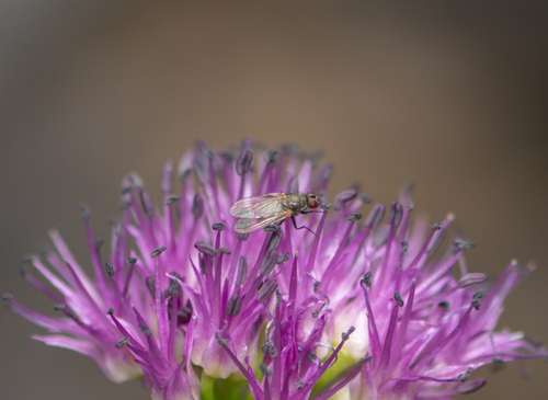 iNaturalist observation photo of Muscoid Flies