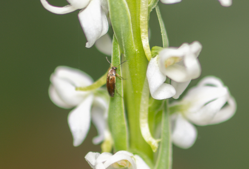 iNaturalist observation photo of Beetles