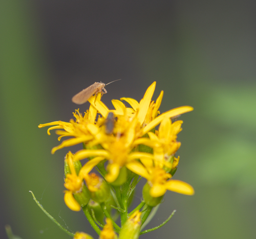 iNaturalist observation photo of Flies