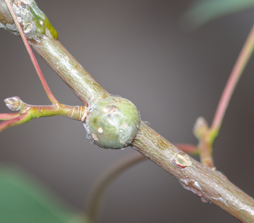 iNaturalist observation photo of Poplar Twiggall Fly
