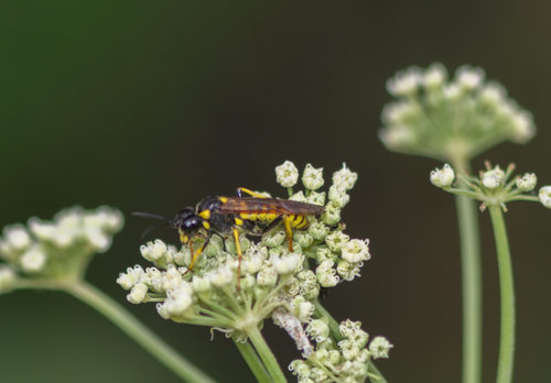 iNaturalist observation photo of Tenthredo